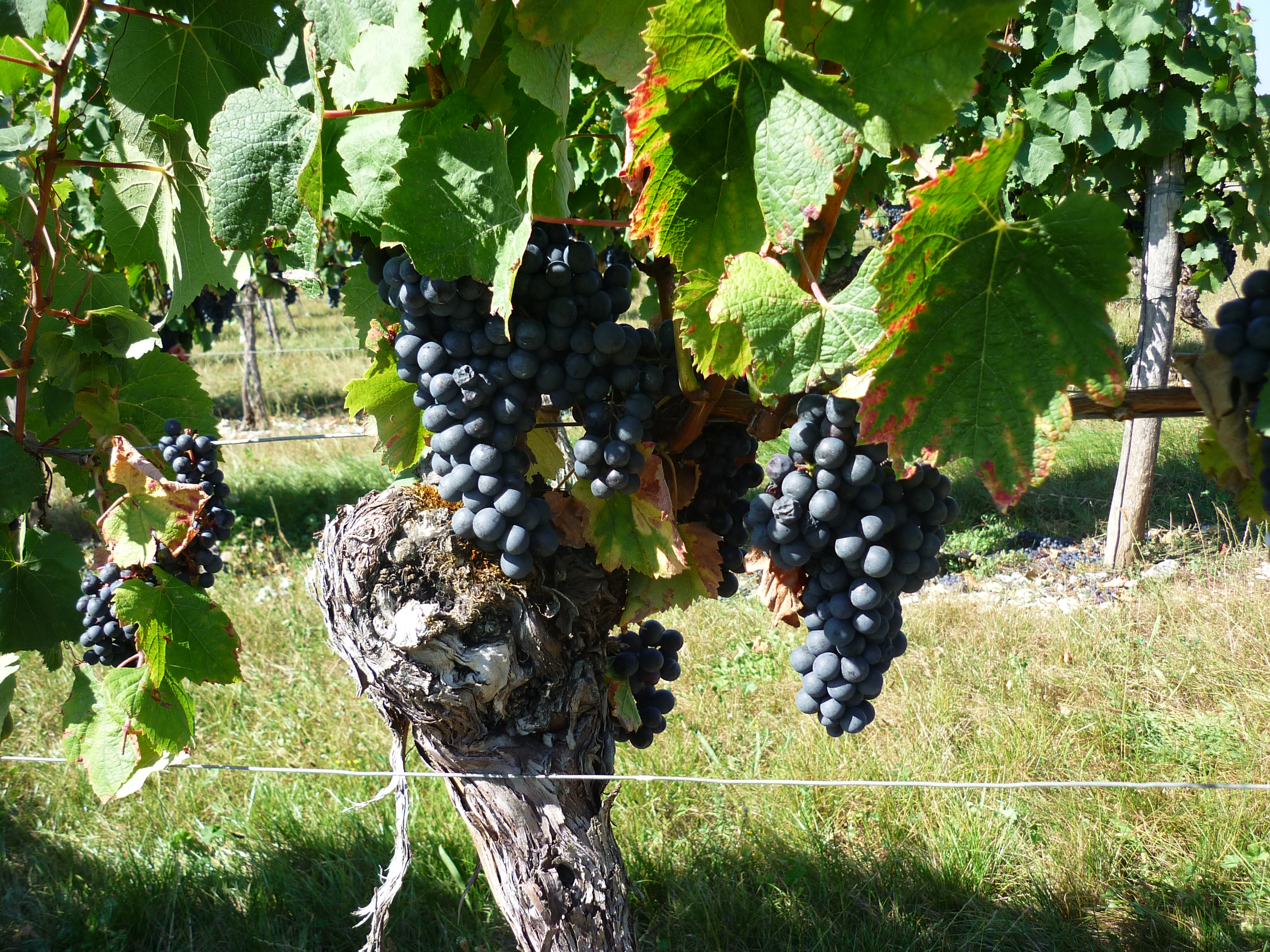 grapes.jpg