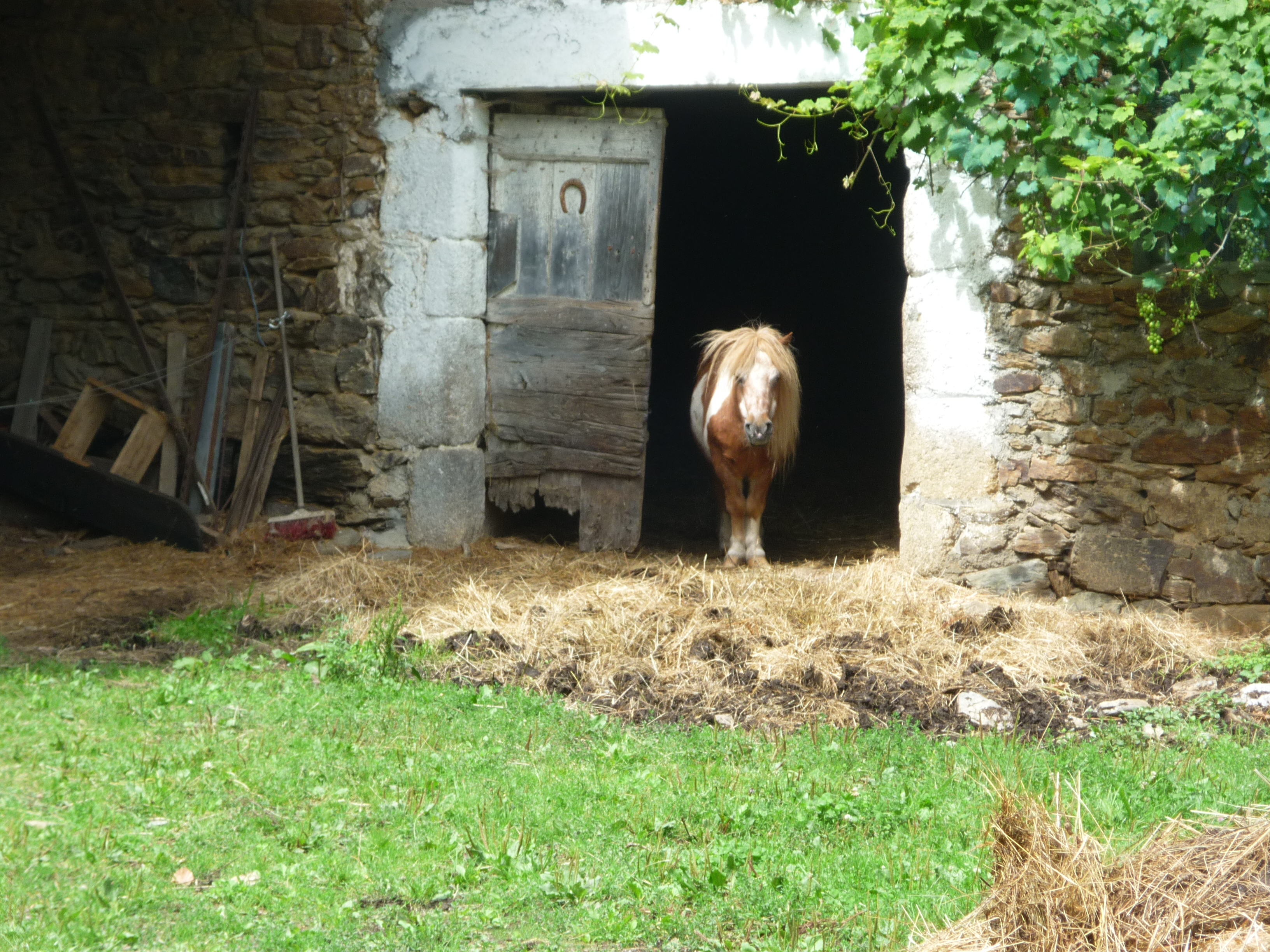 horse.jpg