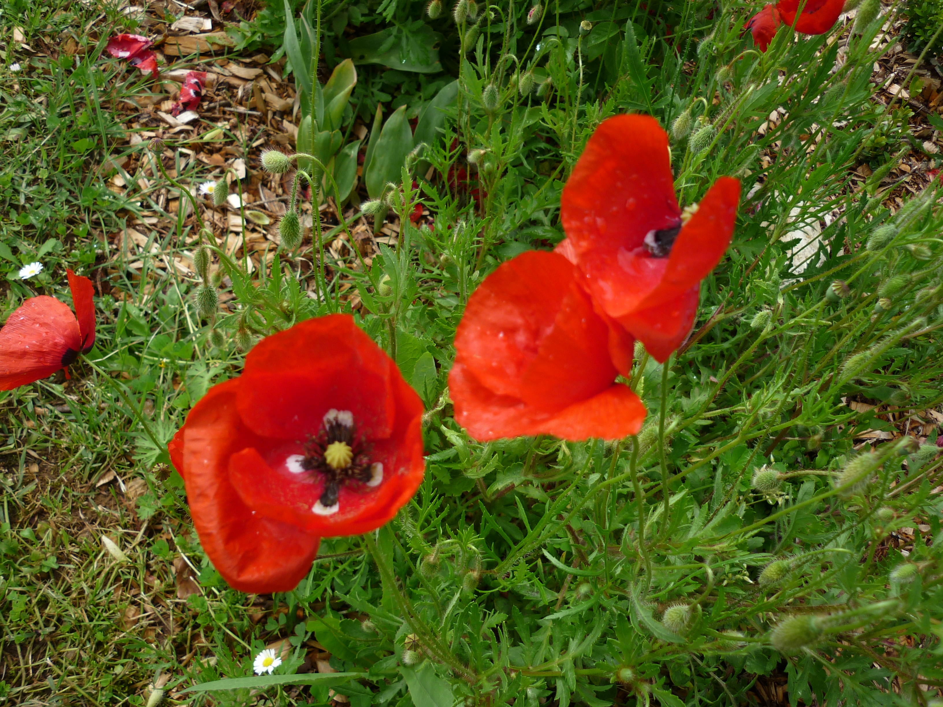 poppies.jpg