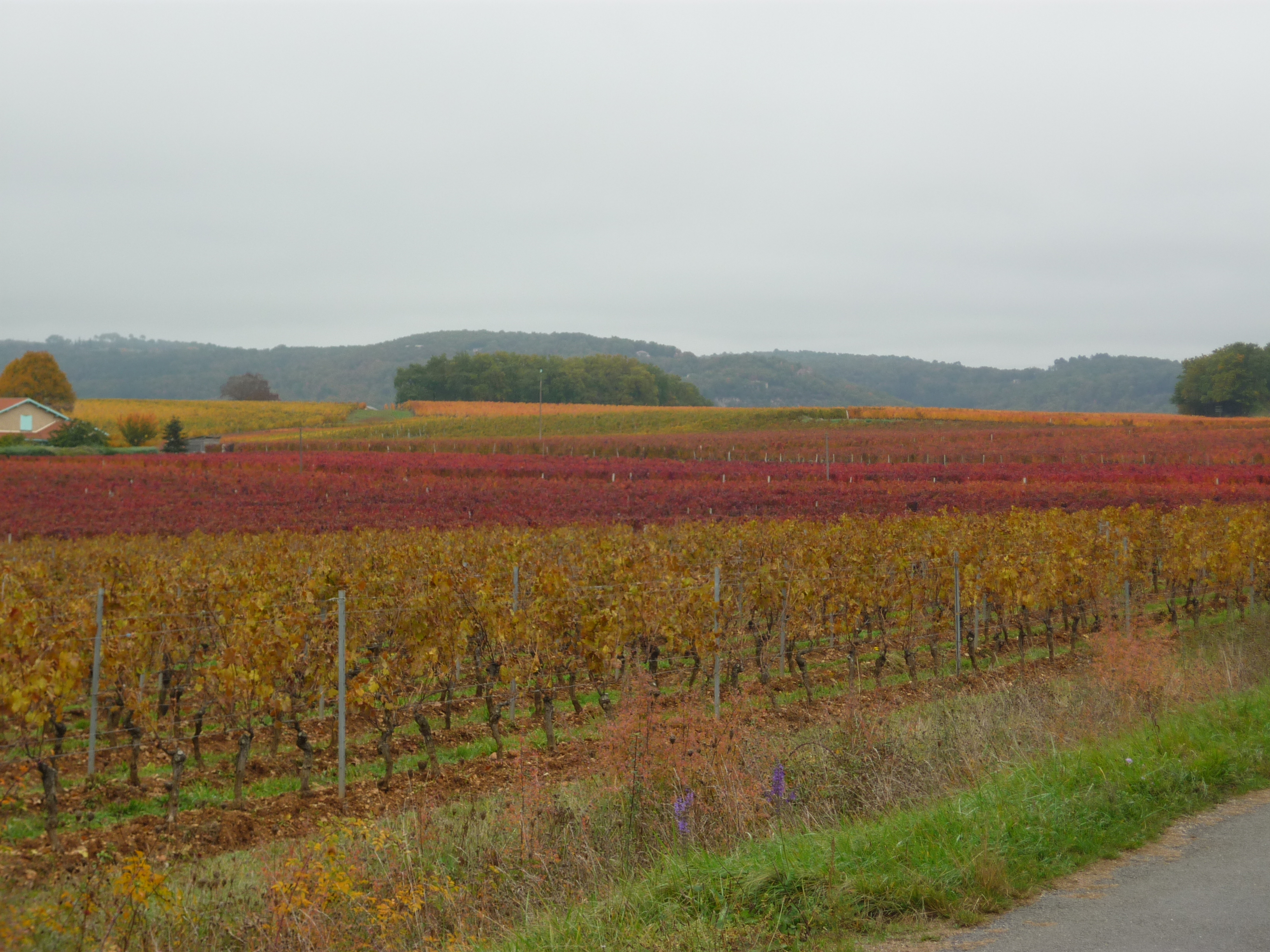 vineyard.jpg